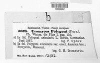 Uromyces polygoni-avicularis image